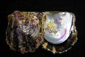 Pearls within a pearl oyster shell. Pearl oysters are important products in Japan, as they produce beautiful pearls that are sought after for necklaces, earrings, and rings.