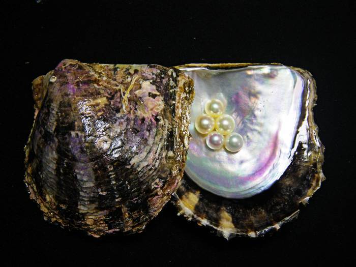 Pearls within a pearl oyster shell. Pearl oysters are important products in Japan, as they produce beautiful pearls that are sought after for necklaces, earrings, and rings.