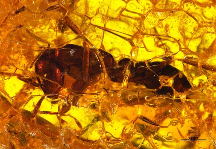 Researchers at New Jersey Institute of Technology and Colorado State University have reported the discovery of the oldest army ant on record, preserved in Baltic amber dating to the Eocene (~35 million years ago).