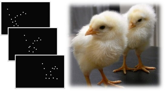 A simulation of biological motion (left) and leghorn chicks of the same breed as those used in the study (right) (Photo: Toshiya Matsushima).