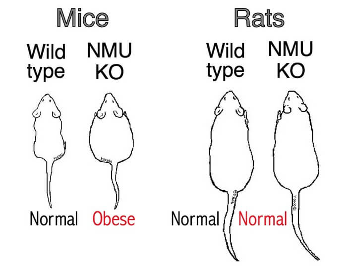 According to a new study conducted by Okayama University researchers, the species-specific expression pattern of the Nmu gene was responsible for different functions in rats and mice. Endogenous NMU did not increase food intake or cause obesity in rats, indicating that it is not an anorexigenic hormone in rats.