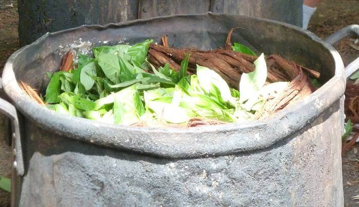 Preparation of ayahuasca (from B. caapi and P. viridis)