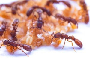 Ants and larvae