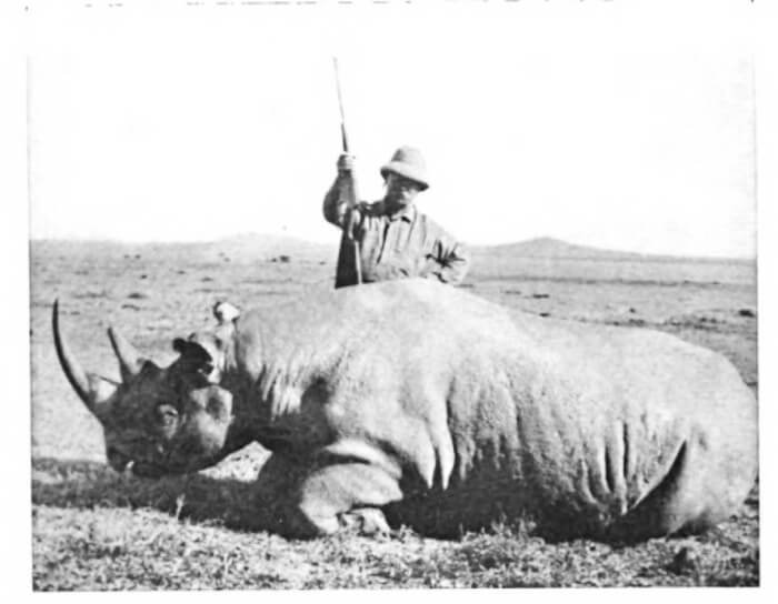 Theodore Roosevelt stands above a black rhino he has just killed (1911).