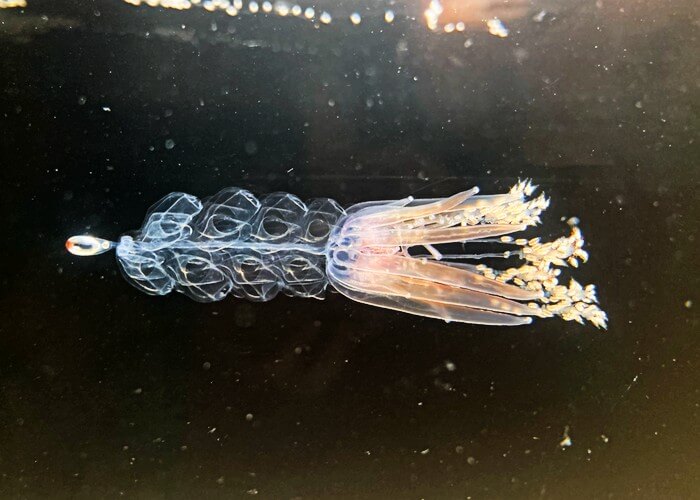 Nanomia bijuga, a marine animal related to jellyfish, swims via jet propulsion.