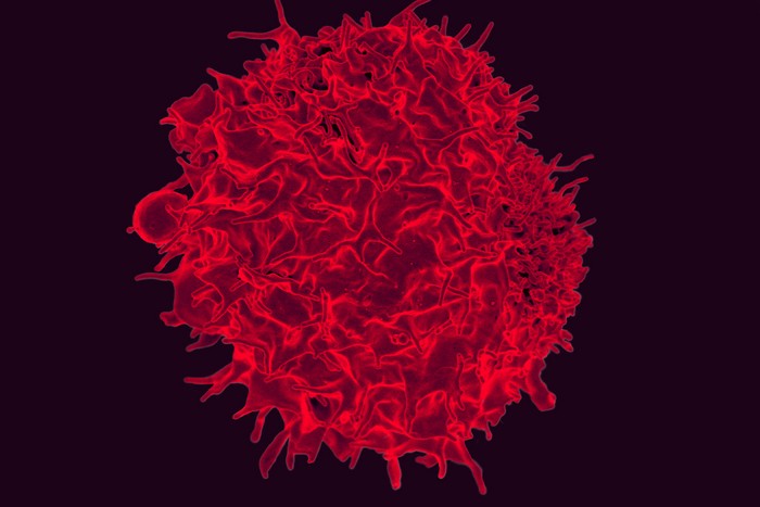 Colorized scanning electron micrograph of a T lymphocyte.