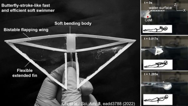 Inspired by the biomechanics of the manta ray, researchers at North Carolina State University have developed an energy-efficient soft robot that can swim more than four times faster than previous swimming soft robots. The robots are called “butterfly bots,” because their swimming motion resembles the way a person’s arms move when they are swimming the butterfly stroke.