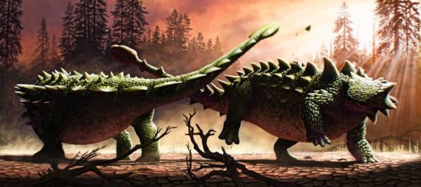 Ankylosaurs battled each other as much as they fought off T. rex