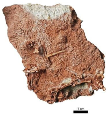 Fossil discovery in storeroom cupboard shifts origin of modern lizard back 35 million years