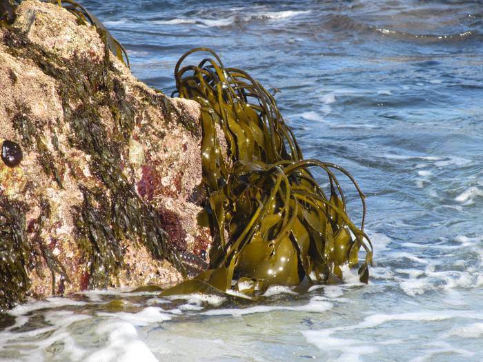 Brown algae are particularly widespread on rocky shores in temperate and cold latitudes and there absorb large amounts of carbon dioxide from the air worldwide.