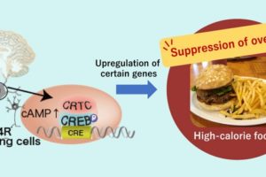 Diagram explaining the gene-brain connection in overeating