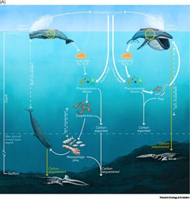 Whales (yes whales) could be a valuable carbon sink