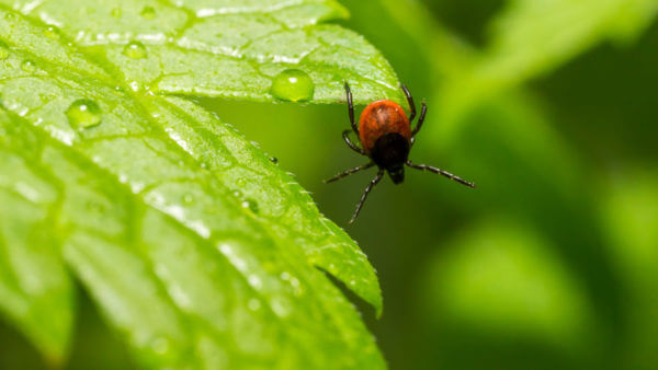 A tick on a leaf