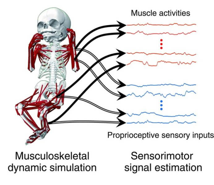 This simulation was based on an adult model and infant skeleton.