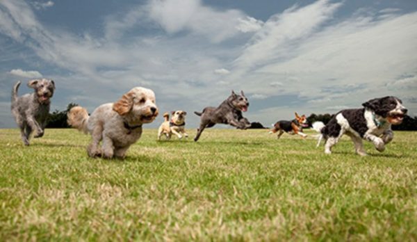 Dogs running