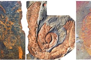 Fossils from the Fezouata Shale. From left to right, a non-mineralized arthropod (Marrellomorpha), a palaeoscolecid worm and a trilobites