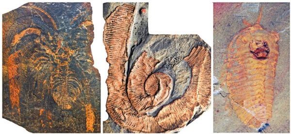Giant arthropods dominated the seas 470 million years ago