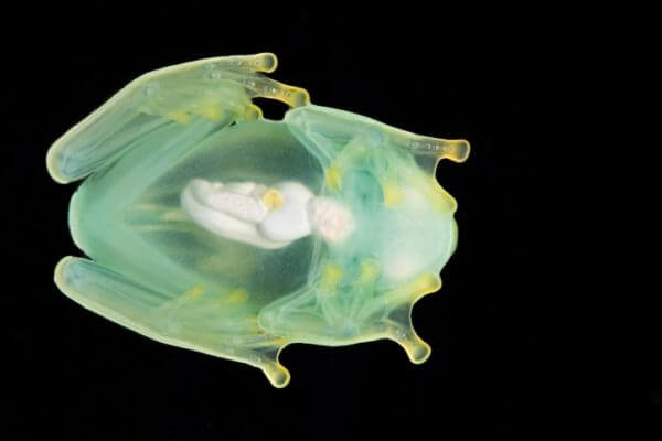 Glassfrogs Use Reflective Livers to Achieve Transparency