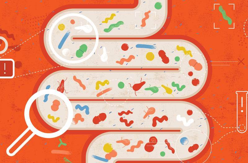 gut microbes illustration