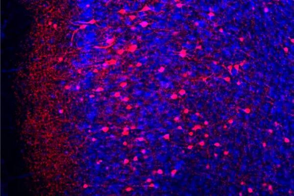 The image shows fear memory neurons (red) among all prefrontal cortex neurons (blue).