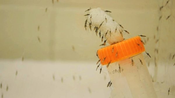 Mosquitoes May Transfer Bacteria to Humans and Household Surfaces