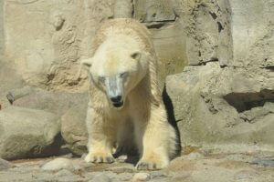 Polar bear at the zoo