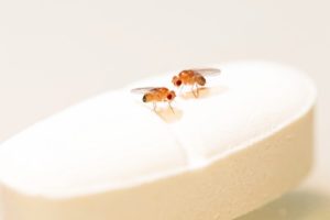 Fruit flies on a rapamycin pill