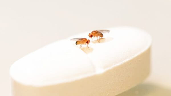 Fruit flies on a rapamycin pill