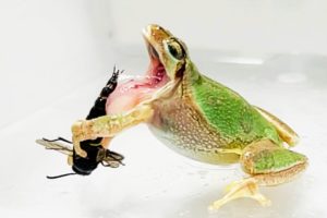 A tree frog (Dryophytes japonica) spitting out a male wasp (Anterhynchium gibbifrons) after being stung (by pseudo-stings)