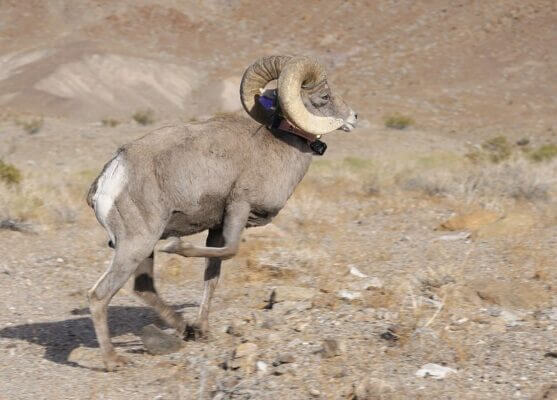 Bighorn ram