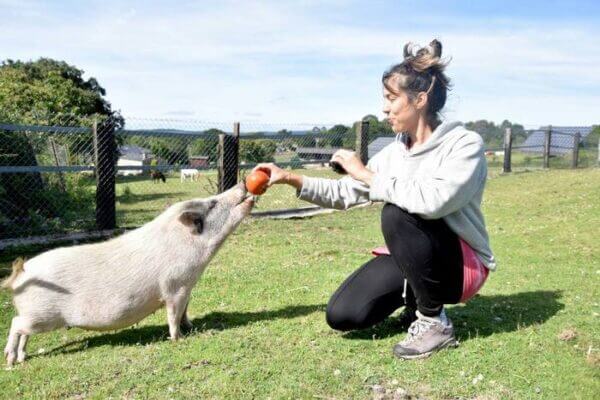 Dogs show things to humans but pigs do not