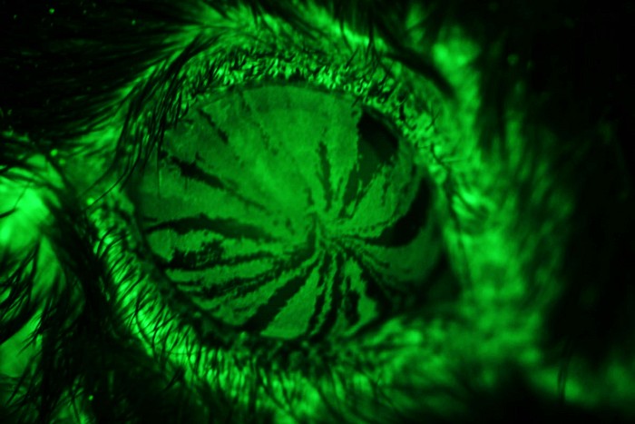 When eyes are dry, the cornea is more susceptible to injury. By tracking the movements of stem cells (in fluorescent green) in a mouse eye, researchers were able to trace the cells as they differentiated into corneal cells and migrated to the center of the cornea, providing clues about how the cells work to help corneal injuries heal.