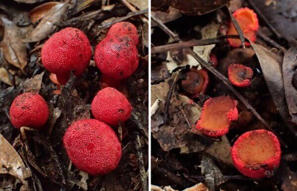 Endangered Amami rabbit disperses seeds for non-photosynthetic plant