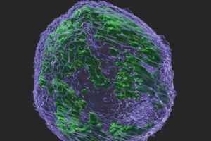 A three-dimensional image of a cancer cell's nucleus obtained by Dr. Faltas and his team shows the APOBEC3G protein (green) inside the nucleus (blue).
