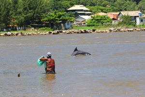Traditional cooperative fishing between Lahille's bottlenose dolphins and artisanal net-casting fishers in Laguna, Brazil.