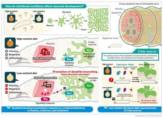 The muscle-neuron signaling regulates dendrite branching in response to nutrient deficiency