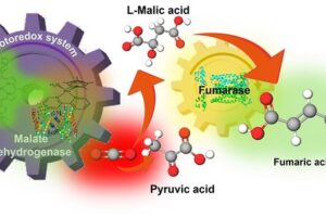 Using sunlight to power the photoredox system pyruvic acid and CO¬2 are converted into fumaric acid, by malate dehydrogenase and fumarase.