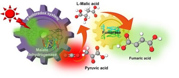 Using sunlight to power the photoredox system pyruvic acid and CO¬2 are converted into fumaric acid, by malate dehydrogenase and fumarase.