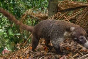 A coati (Nasua narica) forages on palm fruits in a secondary forest, Panama. Credit: Christian Ziegler, Max Planck Institute of Animal Behavior.