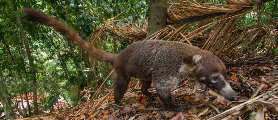 A coati (Nasua narica) forages on palm fruits in a secondary forest, Panama. Credit: Christian Ziegler, Max Planck Institute of Animal Behavior.