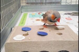 A zebra finch undertakes a cognition assay as part of the study.