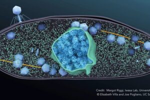 A jumbo phage infects a bacterium. A nucleus-like compartment (green) is formed to protect the newly synthesized phage genomes from bacterial defense systems. The capsids (gray) of the new phage travel along filaments called PhuZ (yellow) to be delivered to the nucleus where they dock in order to package phage DNA. Eventually, the bacterial cell lyses and the new phage emerge ready to infect new bacteria. Credit: Margot Riggi, Iwasa Lab, University of Utah. Copyright Elizabeth Villa and Joe Pogliano, UC San Diego