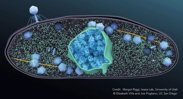 Therapeutic Potential of Bizarre ‘Jumbo’ Viruses Tapped for $10M HHMI Emerging Pathogens Project