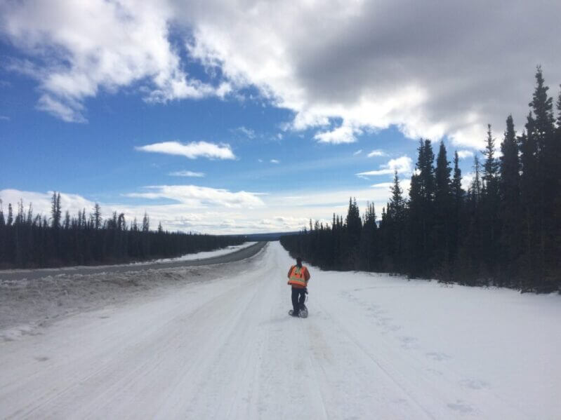 Squirrel researcher walking along the Alaska Highway in the Yukon, Canada. Image credit: Ben Dantzer