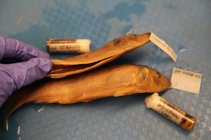 A researcher holds open a preserved fish specimen that has been inspected for parasites. The study included eight fish species and 699 fish specimens, which yielded more than 17,000 parasites.