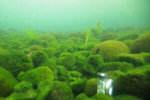 Underwater algae