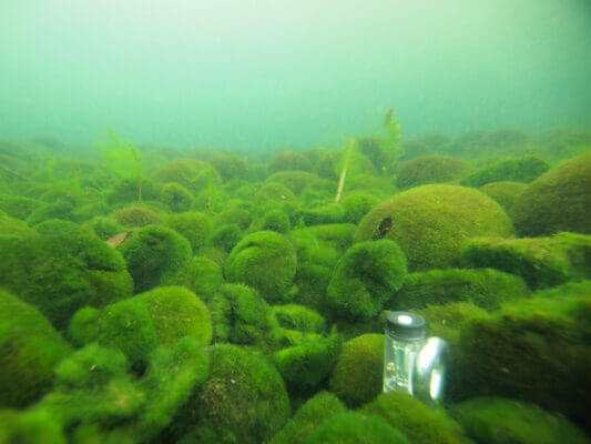 Underwater algae