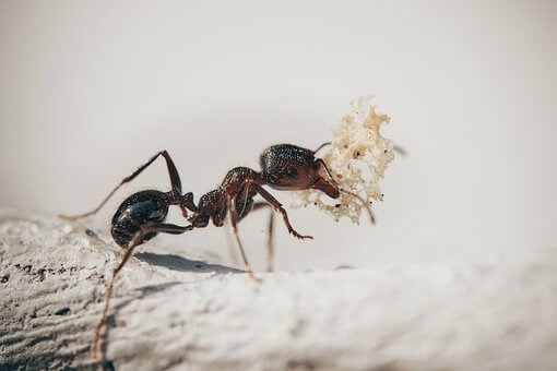 Closeup of ant with object in its jaws