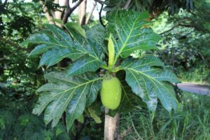 A breadfruit tree in St. Vincent and the Grenadines. Photo by Nyree Zerega