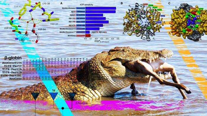 A Nile crocodile swallows an impala, its reward for lying in wait beneath the water’s surface. By resurrecting the hemoglobin of ancient crocodilian ancestors, a Husker-led team has helped explain why other vertebrates failed to evolve the adaptations that allow crocs to go hours without air.